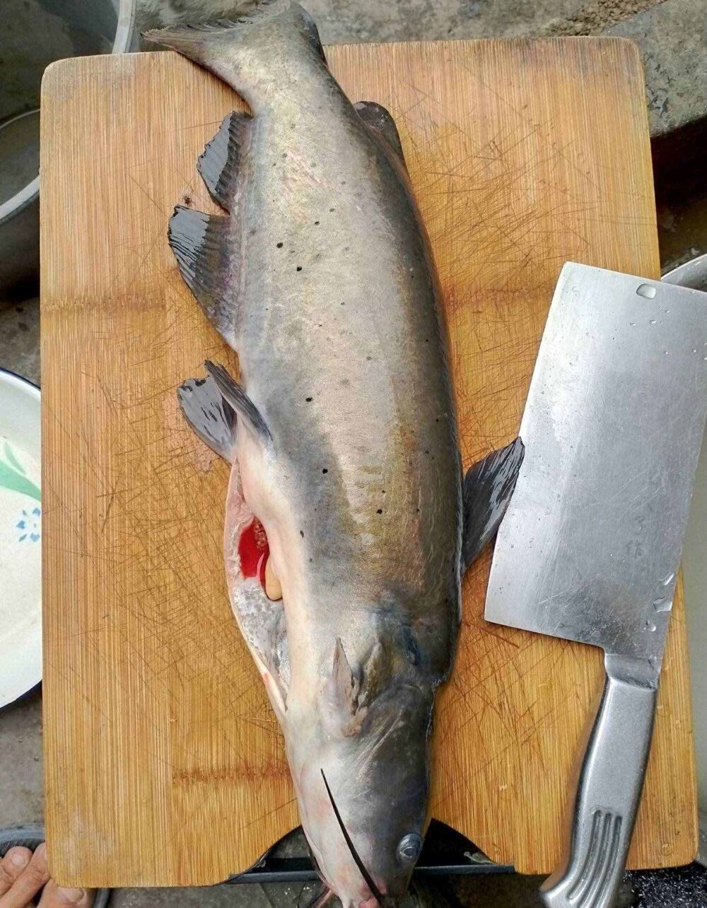 广东钓友钓了几条鱼不敢吃，别被其丑陋外表蒙骗了，其实肉质鲜美
