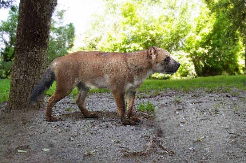 犬科动物史上，出现过顶尖的猛兽，能挑赢现代猫科吗？