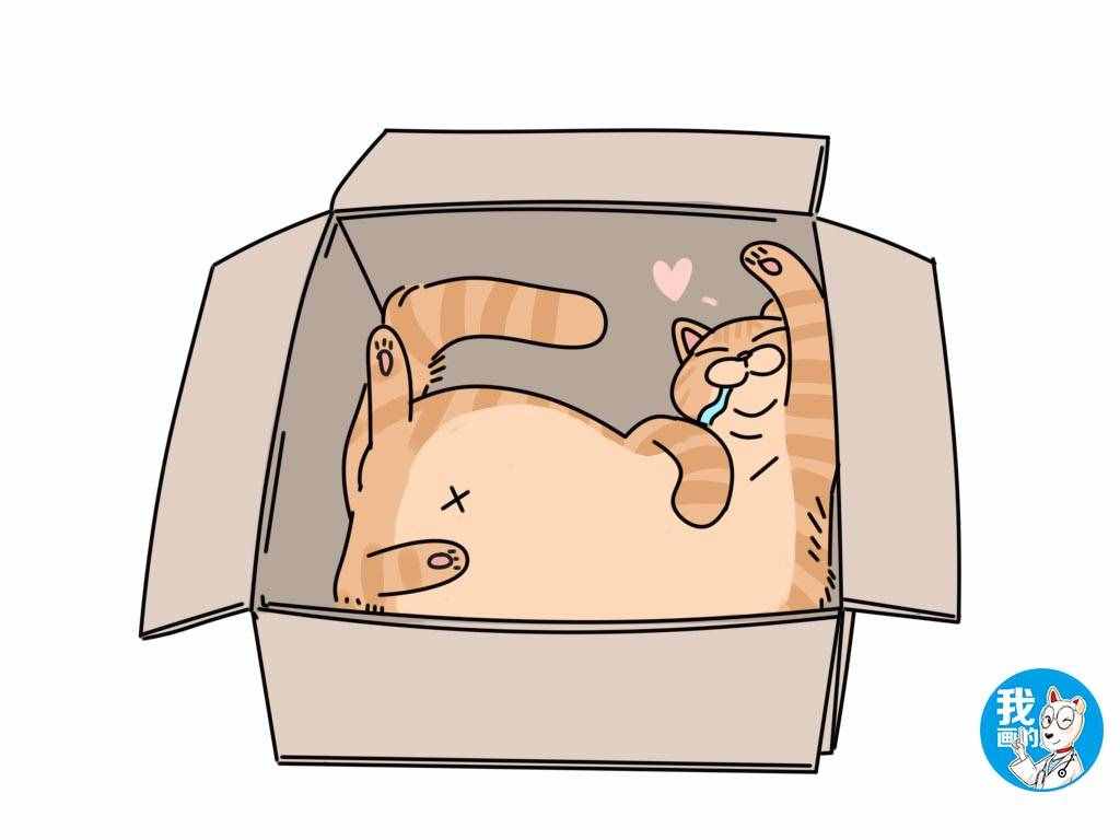 猫咪热衷于钻纸箱，只是因为有安全感？多的是你不知道的事