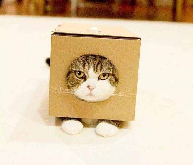 猫咪热衷于钻纸箱，只是因为有安全感？多的是你不知道的事