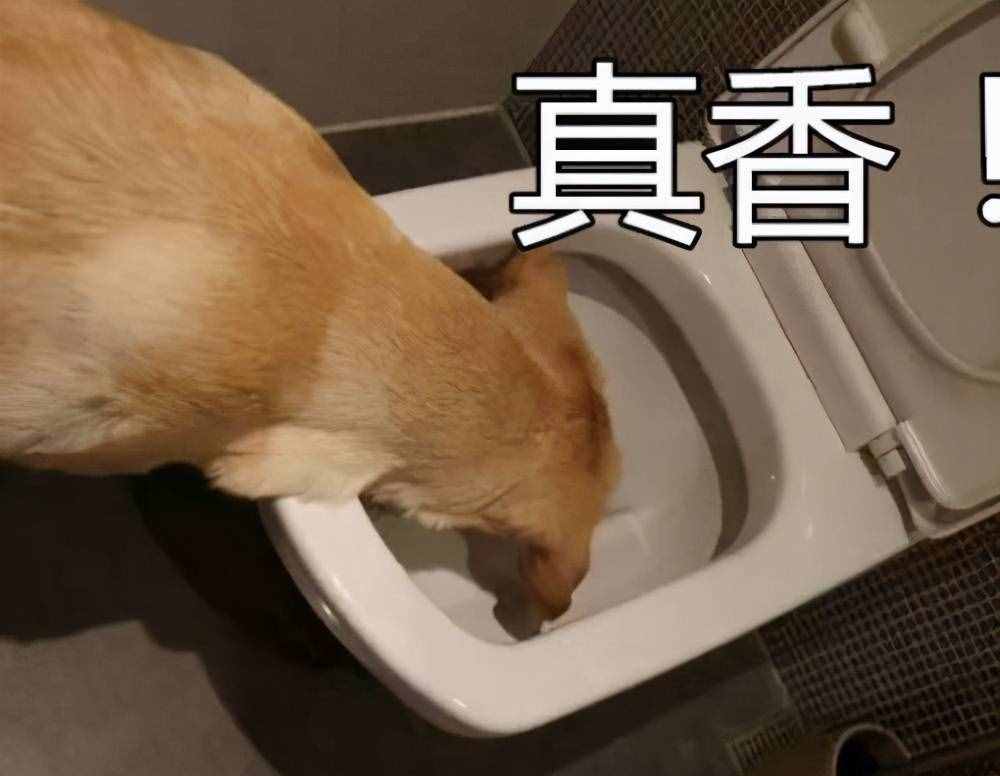 狗狗吃自己的便便是怎么回事？