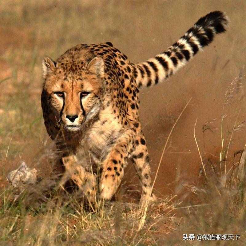 陆地速度之王：关于猎豹的10大冷知识