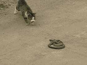 云南1.5米眼镜王蛇闯进家中，猫咪护主舍身大战，猫真能打得过吗
