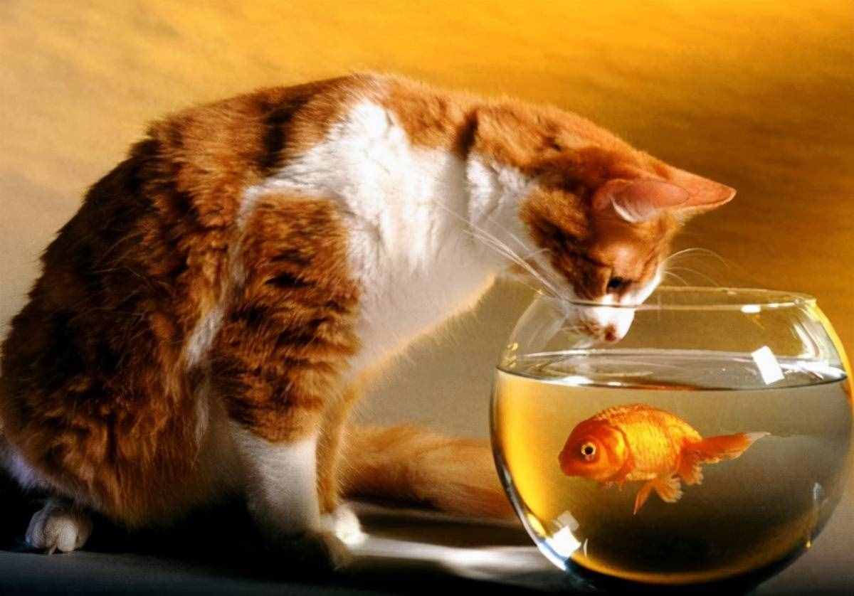 猫怕水却吃鱼，找出这其中的缘由，知道猫为什么吃鱼