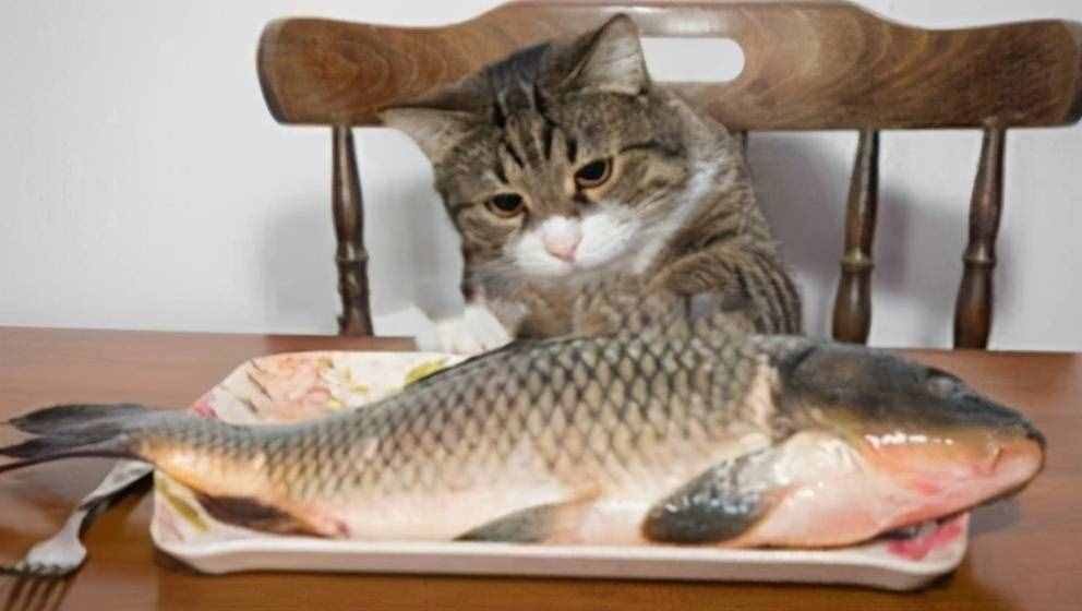猫怕水却吃鱼，找出这其中的缘由，知道猫为什么吃鱼