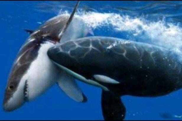 海洋的霸主虎鲸，处于海洋食物链顶端，为什么对人类十分友好呢？
