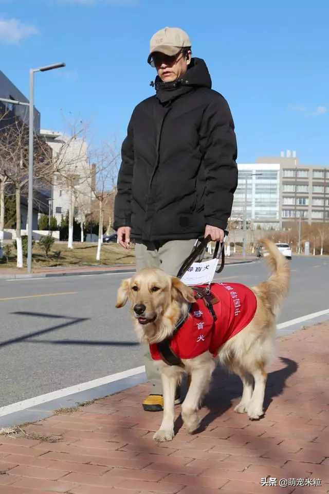 关于导盲犬，我们必须知道的几件事