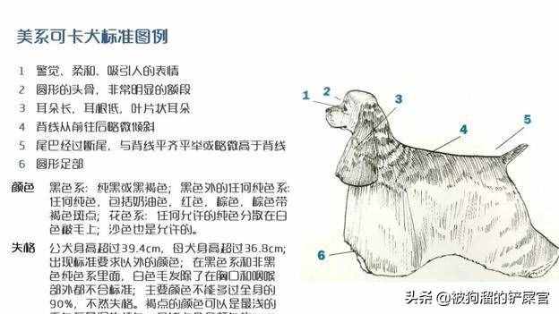 犬种百科—可卡犬