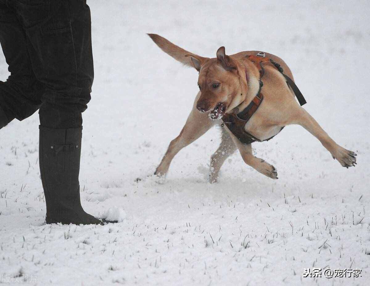 大雪来袭，遛狗也成了烦心事！寒冷的天气，到底要不要带狗外出？