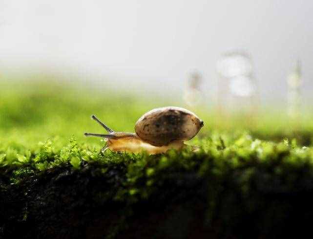 为什么盐对蜗牛来说是致命的？