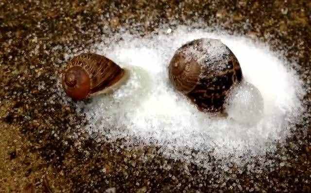 为什么盐对蜗牛来说是致命的？