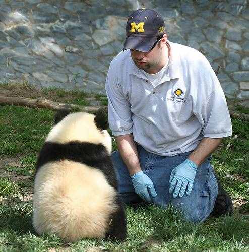 国宝熊猫，在各国的遭遇，日本和德国最惨！