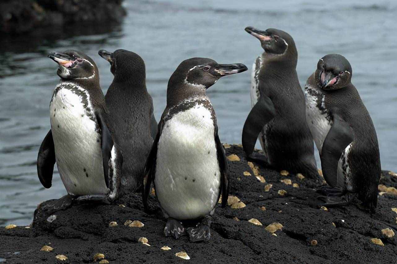 为什么北极没有企鹅？19世纪放养北极的69只企鹅，现在怎么样了？