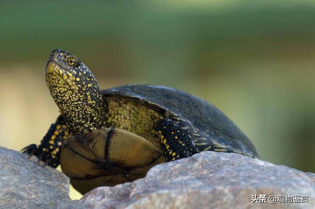 乌龟不吃东西，与环境或温度等有关，乌龟最近突然不吃东西怎么办