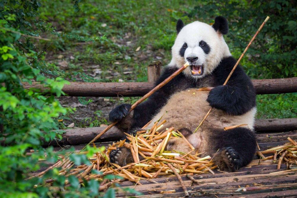 明明是食肉动物，却吃了几百万年竹子，大熊猫到底图个啥？