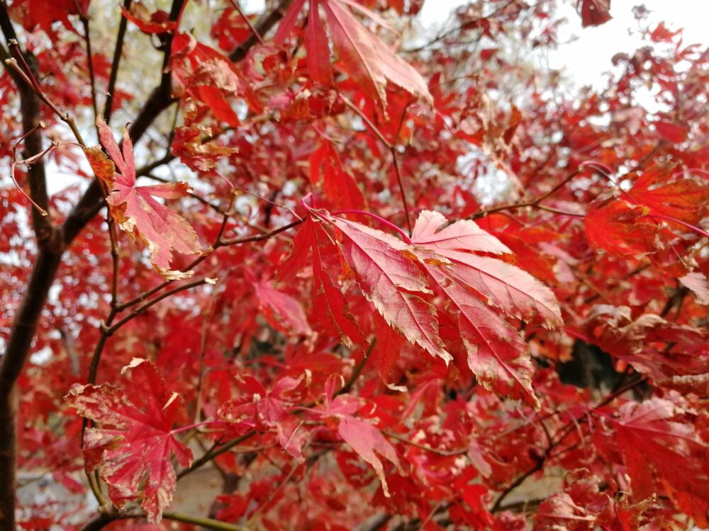 树叶为什么会变黄或变红？