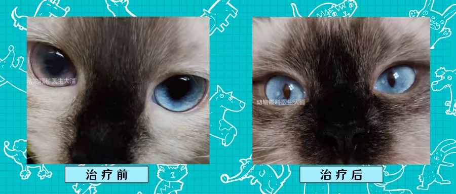 猫咪眼睛变色，葡萄膜炎的治疗