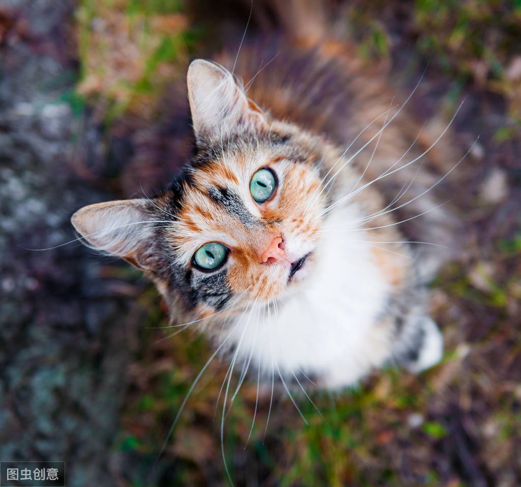 猫咪身上有跳蚤？记住这些“小偏方”，和跳蚤说拜拜