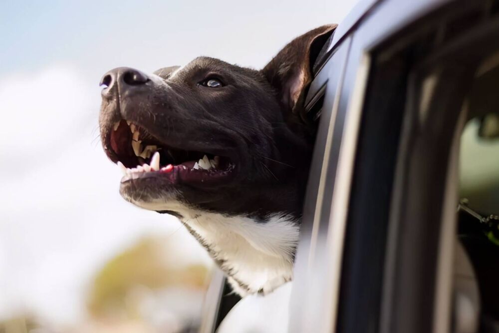开车带狗狗出门致使晕车怎么办？狗狗为什么会出现晕车的情况？