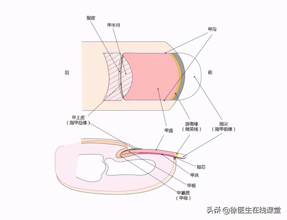 得了灰指甲该怎么治？医生教你三个绝招，帮你治好灰指甲不复发