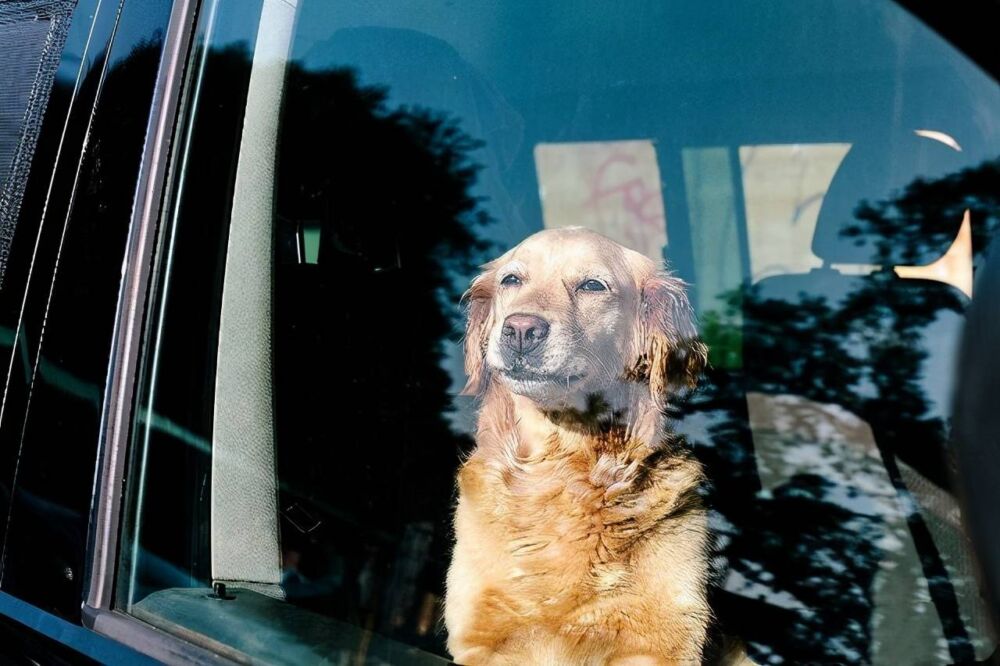 开车带狗狗出门致使晕车怎么办？狗狗为什么会出现晕车的情况？