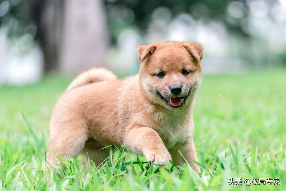 养殖土狗赚钱必须从幼犬开始