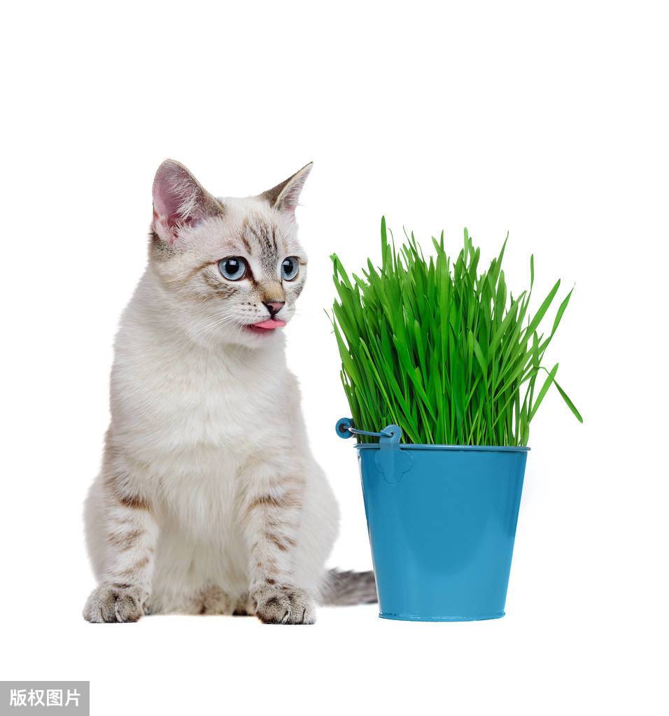 种了猫草就能随便喂吗？这才是正确的喂法