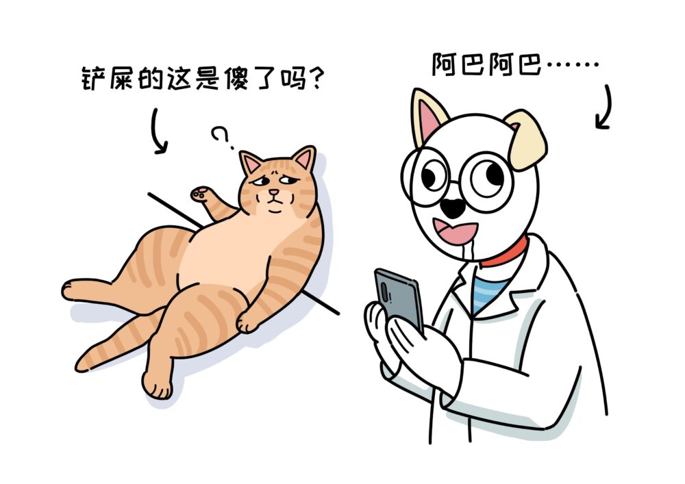 关于猫咪流口水，不得不说的几个原因，引起大家的重视