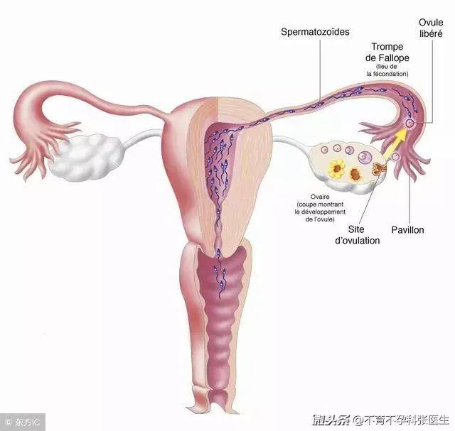 什么是子宫腺肌症？