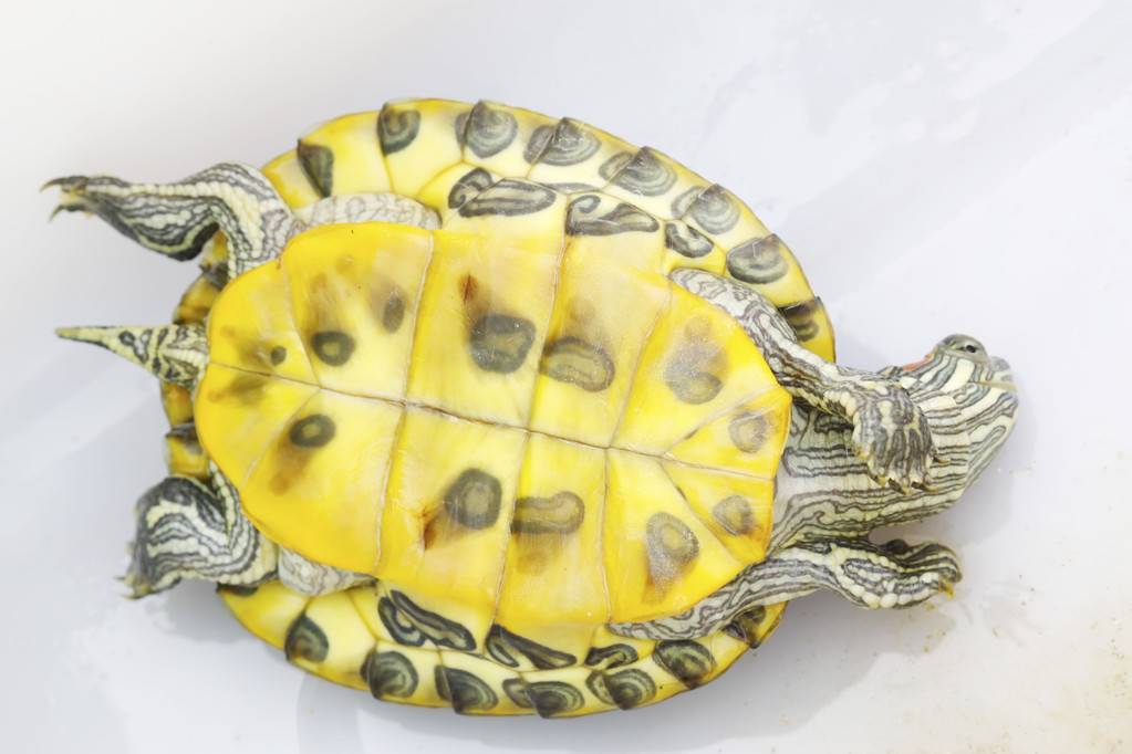 如何分辨乌龟是雄性还是雌性？8种方法帮你简单辨别