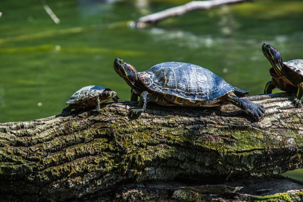 如何分辨乌龟是雄性还是雌性？8种方法帮你简单辨别