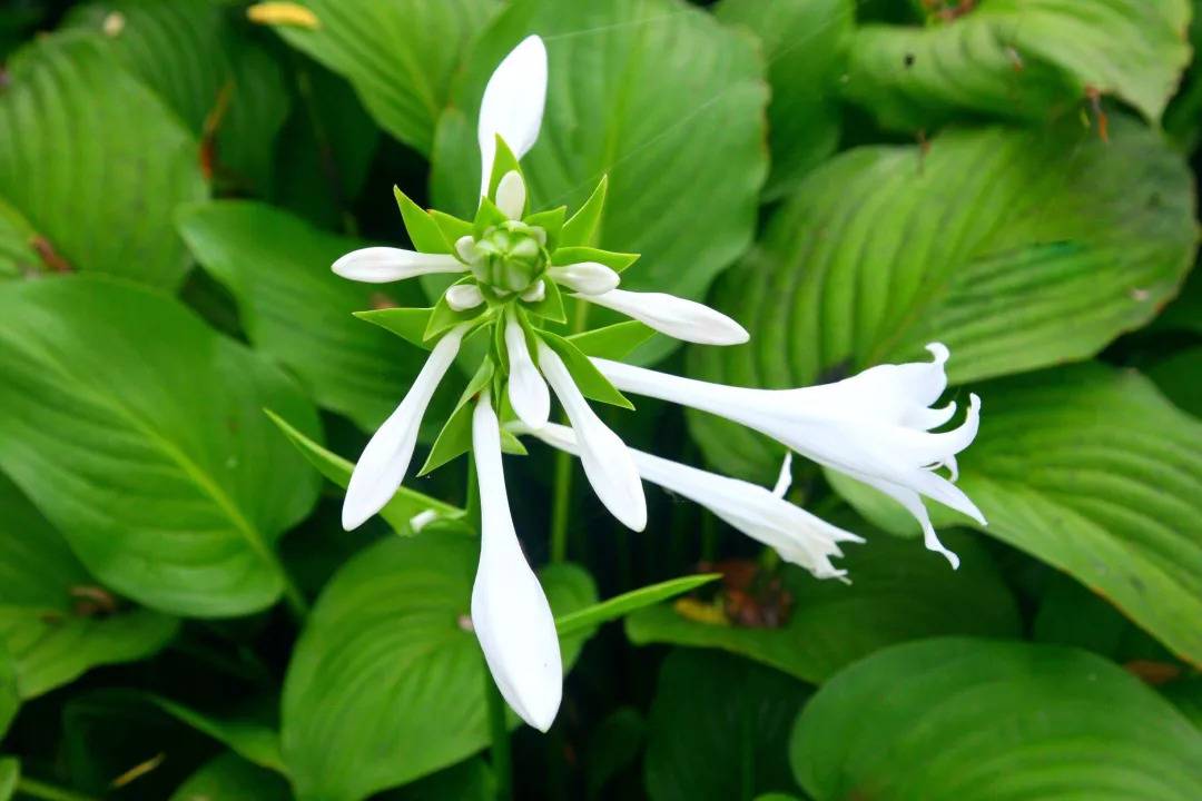 “人养花三年，花养人一生！”家居盆花100种，总有几款你喜欢