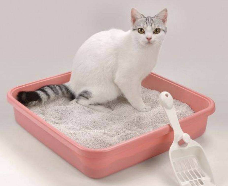 如何教会小猫使用猫砂盆？