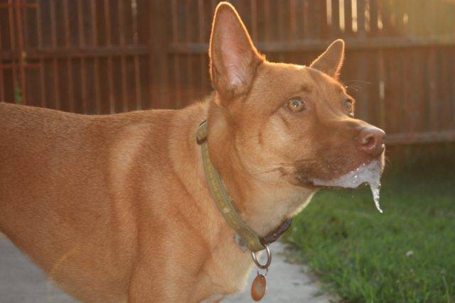 狗狗嘴巴总是莫名起泡沫？可能是这四个原因导致的，不一定是中毒