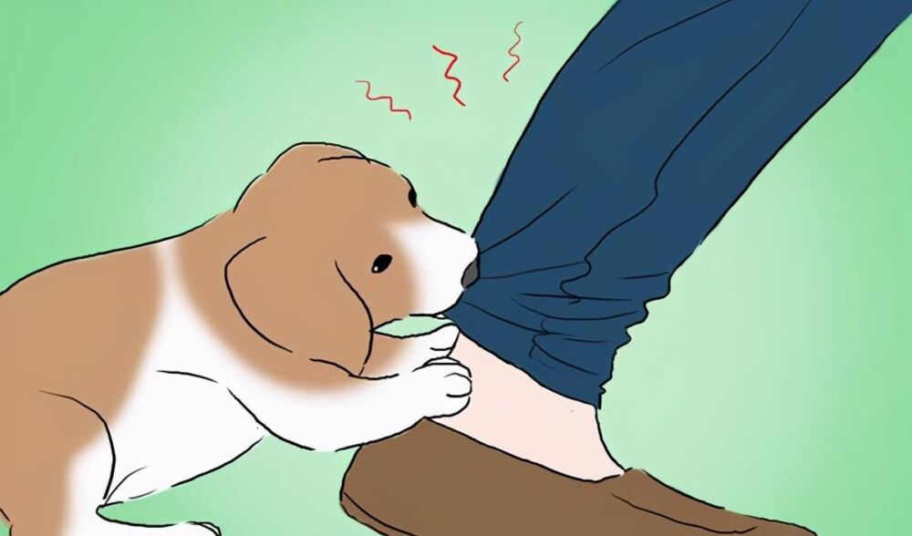 狗狗为什么会忽然咬人，背后隐藏着10个原因，你知道几个？