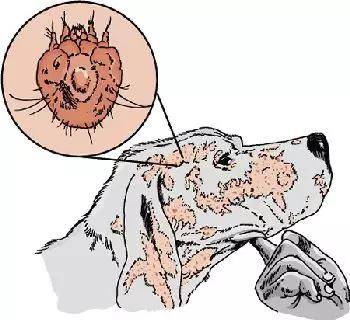 猫九爷--狗的螨虫感染(疥癣、螨病、疥疮)
