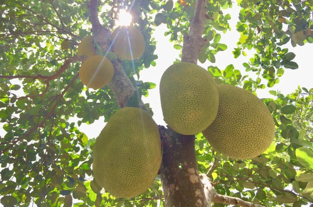 成为沙巴哇美味家族的顶流，菠萝蜜干是如何做到的？