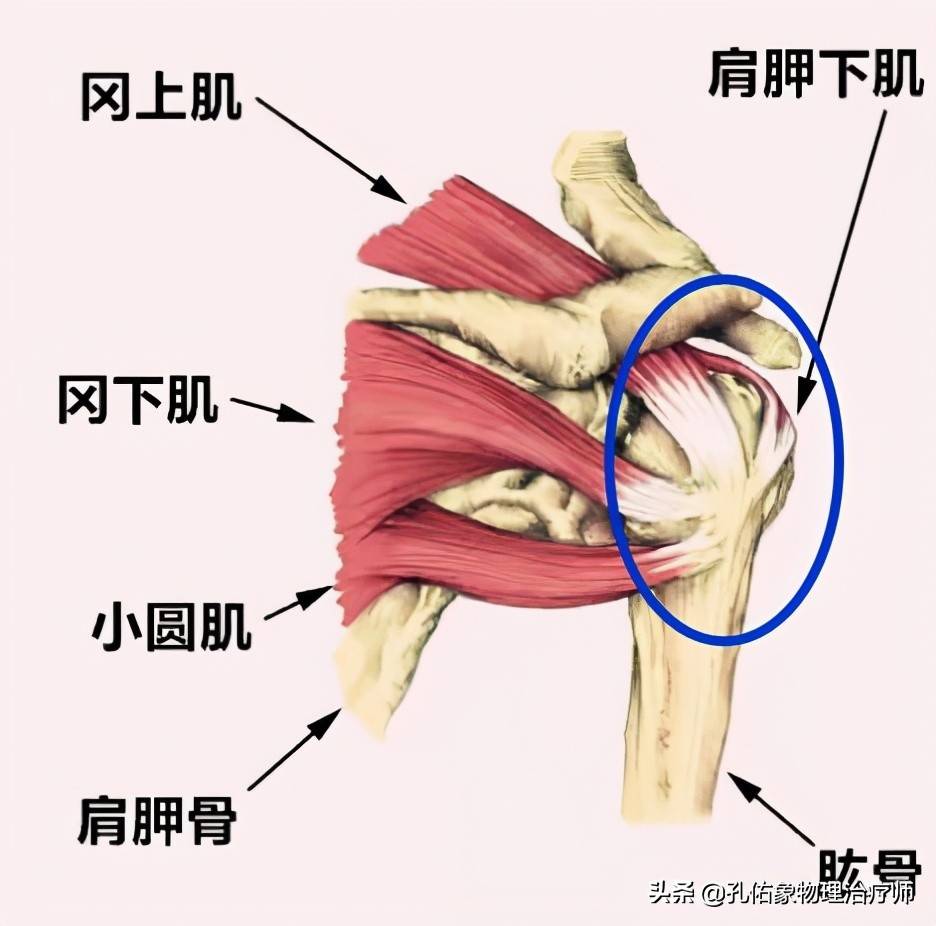 肩周炎是导致肩痛的原因，结果大家都进入误区，咋不想想其他病因