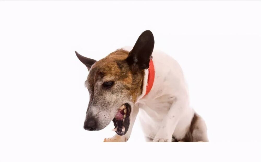 狗狗呕吐是什么原因导致的，该怎么处理？以下分析帮您解决