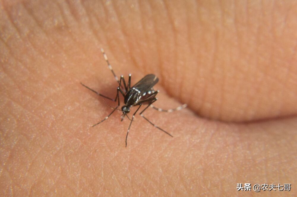 蚊子、牛虻、蜱虫，农村的3种吸血害虫，各有绝招，一个比一个狠