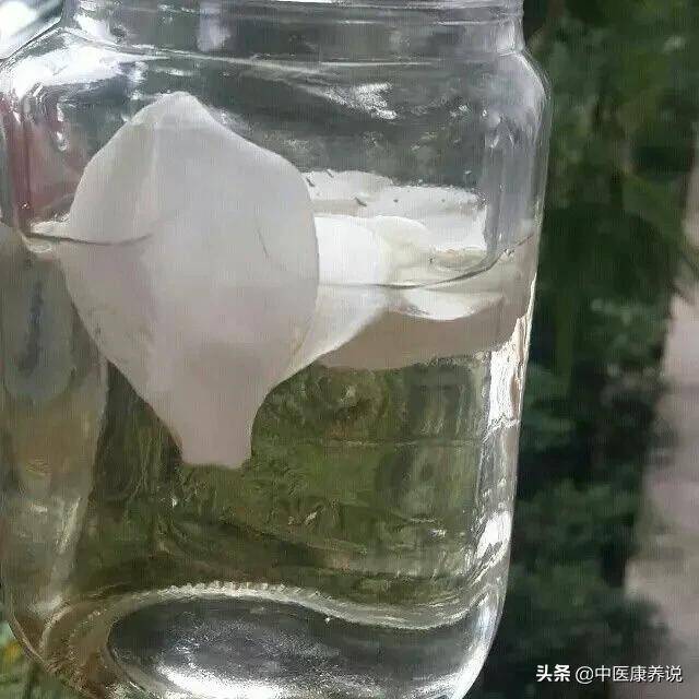 #药食同源篇#第五十九课“清火高手”栀子