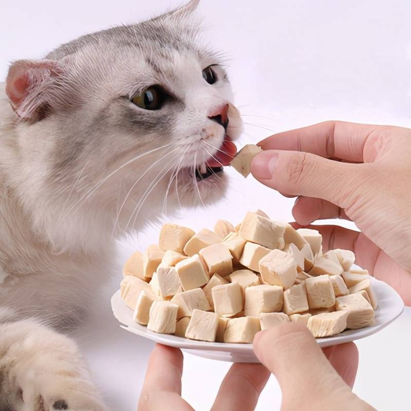 猫咪挑食不吃猫粮怎么办？做到这几点轻松解决