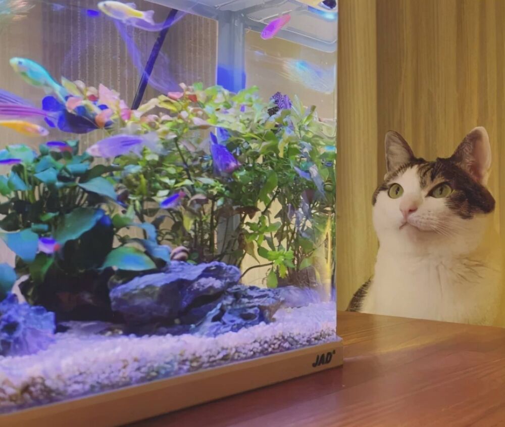 猫每晚太吵怎么办？网友领养一缸鱼回来后，瞬间就安静了