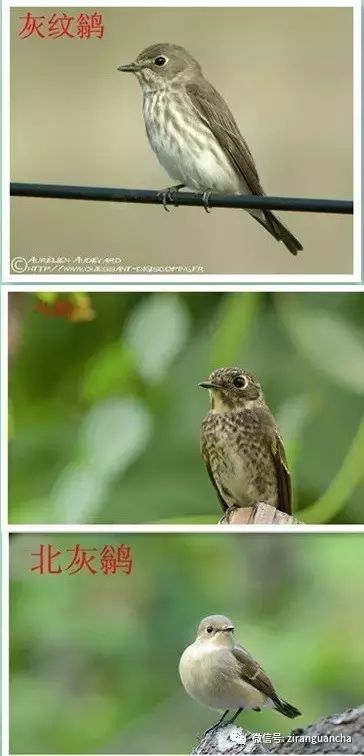 鸟类识别：北灰鹟 、乌鹟和灰纹鹟的辨识