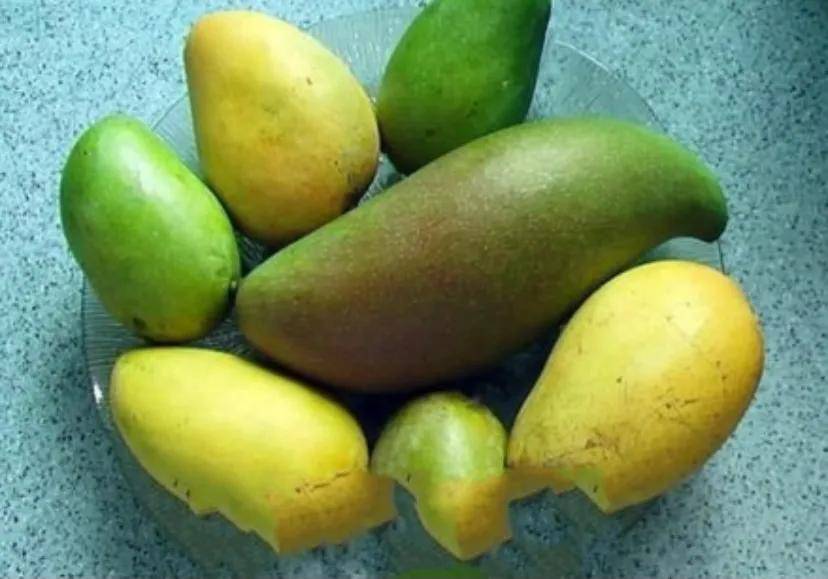 芒果催熟方法很简单，教你土方法，一晚上就能吃到香甜的芒果了