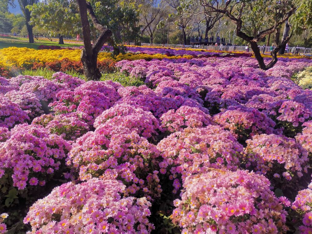 2021年北京植物园菊花展 香山红叶节最新播报及枫叶哪里找攻略