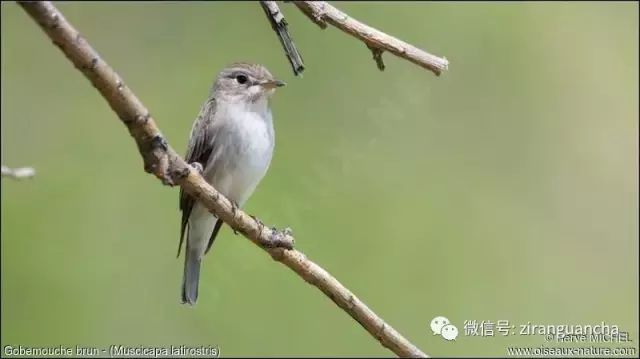 鸟类识别：北灰鹟 、乌鹟和灰纹鹟的辨识