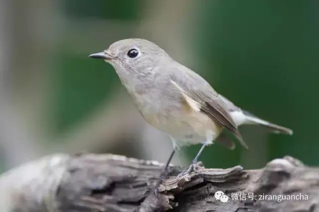 鸟类识别：北灰鹟 、乌鹟和灰纹鹟的辨识