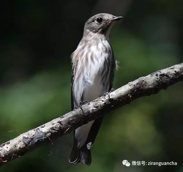 鸟类识别：北灰鹟 、乌鹟和灰纹鹟的辨识