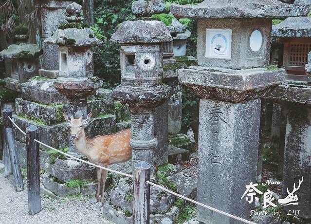 初遇霓虹——日本大阪京都奈良镰仓东京11日攻略篇 游记篇